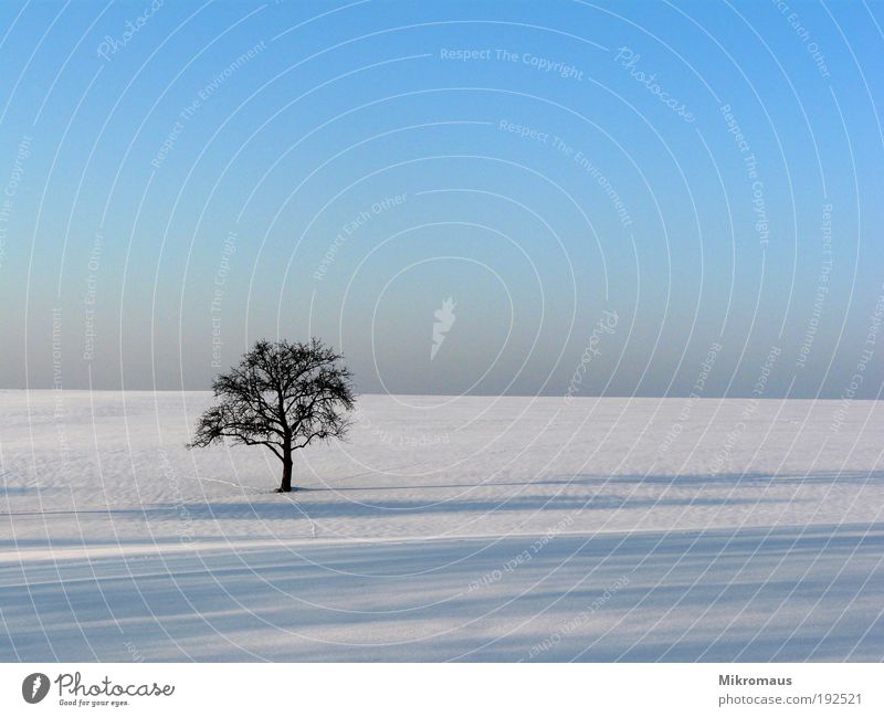 lonely tree Vacation & Travel Far-off places Winter Winter vacation Nature Landscape Plant Cloudless sky Climate Climate change Beautiful weather Snow Tree