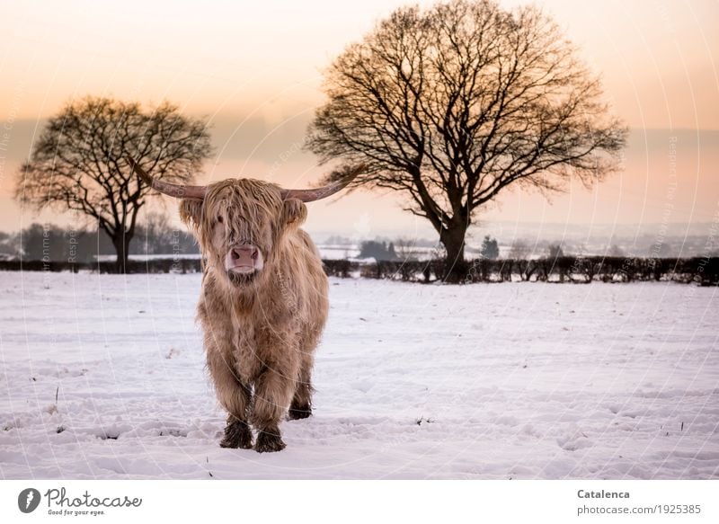 highland cow in snow