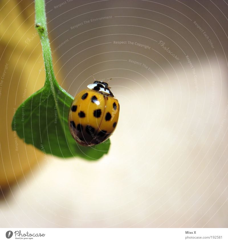 lucky beetle Spring Plant Leaf Pot plant Balcony Terrace Animal Beetle 1 Flying Happy Small Beautiful Emotions Spring fever Good luck charm Ladybird Point