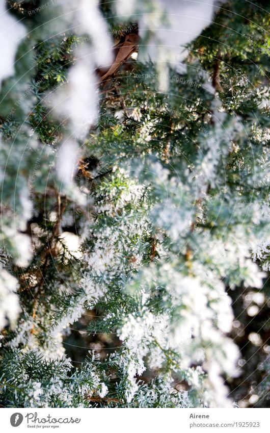 Kranewitt in the snow Plant Winter Ice Frost Snow Tree Bushes Juniper Coniferous trees Evergreen plants Healthy Bright Cold Green White Colour photo