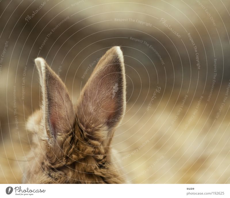 eavesdropping attack Easter Animal Pet Listening Hare & Rabbit & Bunny Ear Straw Barn Animalistic Mammal Easter Bunny Colour photo Subdued colour Interior shot
