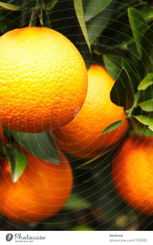 Orange zest Stock Photos, Royalty Free Orange zest Images