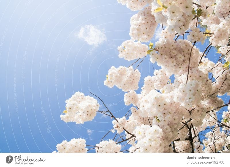 Spring? Nature Plant Cloudless sky Beautiful weather Fresh Bright Blue Pink White Cherry blossom Sunlight