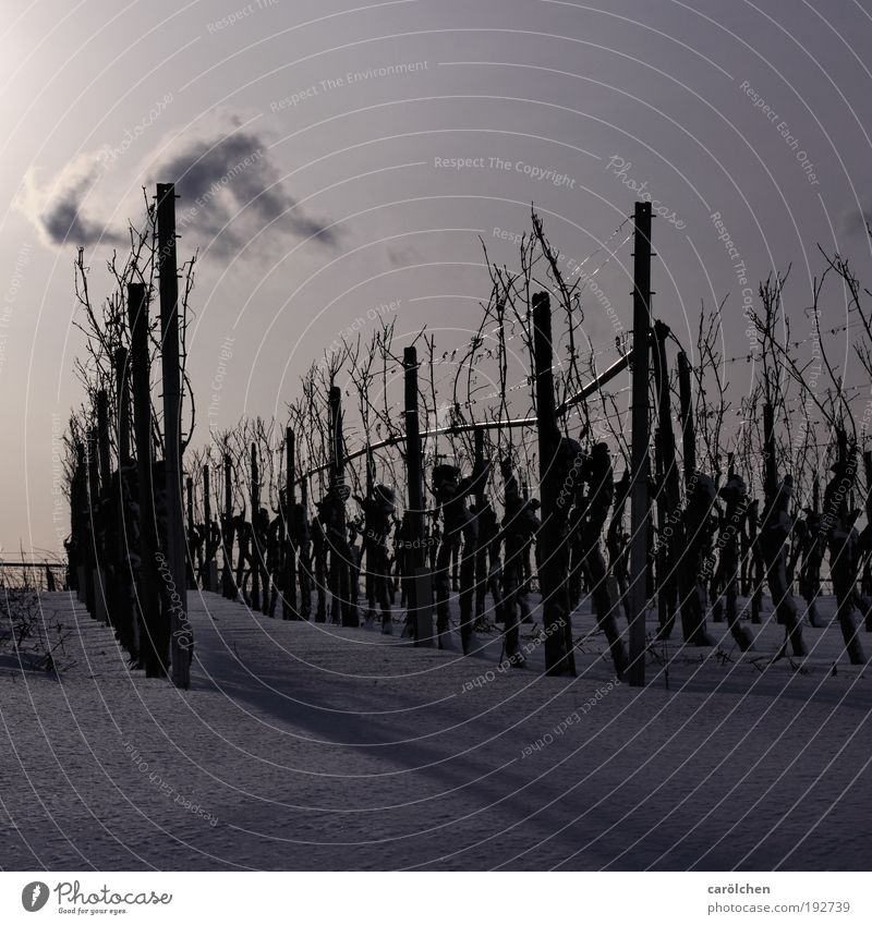 Mono Culture Environment Nature Landscape Sunlight Winter Snow Agricultural crop Field Silver White Wine growing Vineyard Monoculture Row Agriculture Cold