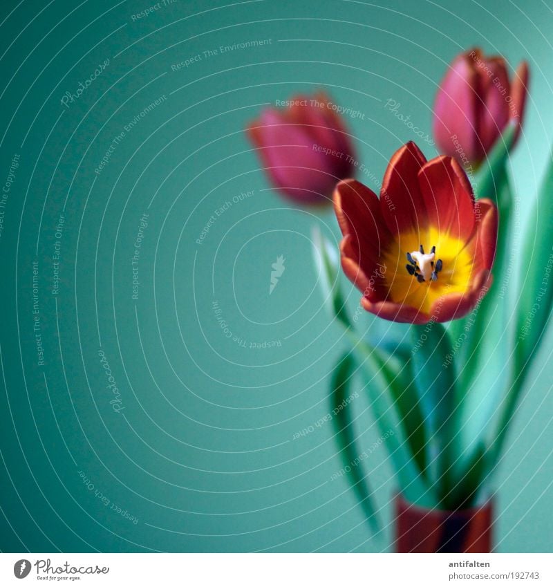 Tulips inside Flat (apartment) Decoration Room Living room Bouquet Flower vase Leaf Blossom Glass Fragrance Living or residing Beautiful Multicoloured Yellow