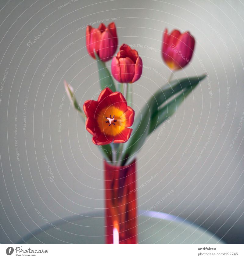 Tulips inside II Living or residing Decoration Table Living room Kitchen mirror table Bouquet Flower vase Plant Spring Summer Leaf Blossom Glass Fragrance