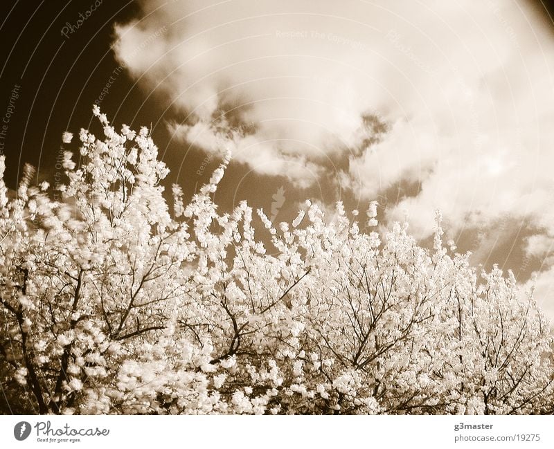 cherry blossom Cherry blossom Tree Blossom Duplex sunny day