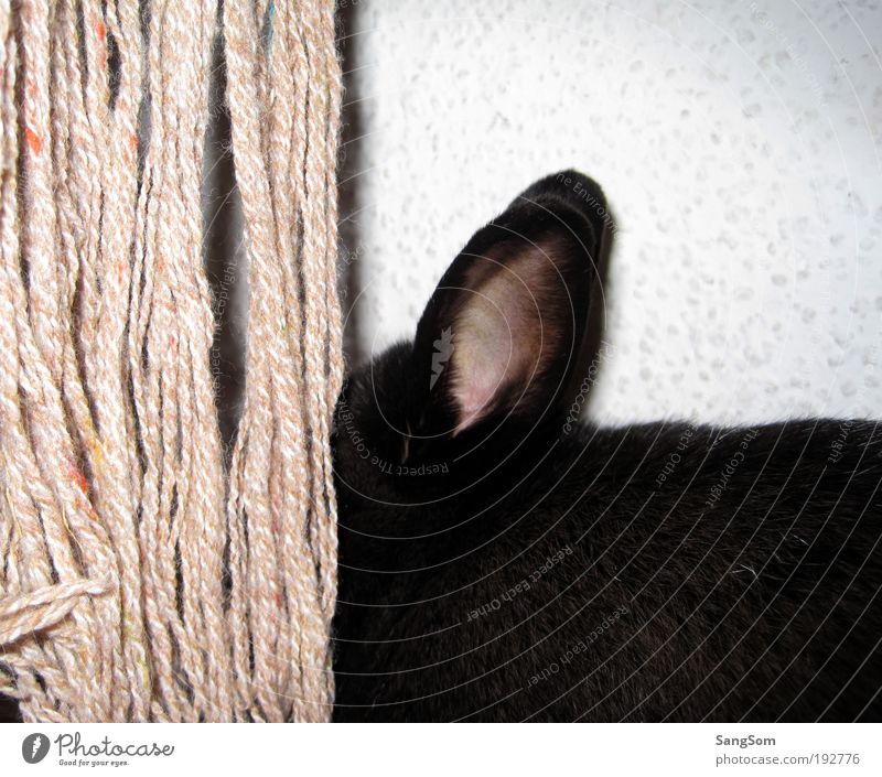 Hidden Animal Pet Pelt 1 Curiosity Black Joy Hare & Rabbit & Bunny Hide Ear Scarf Wool Colour photo Interior shot Animal portrait