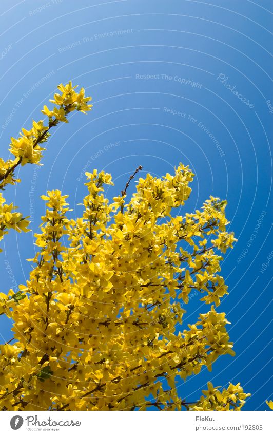 vernal Environment Nature Plant Sky Cloudless sky Spring Weather Beautiful weather Bushes Blossom Glittering Bright Blue Yellow Happy Happiness Spring fever