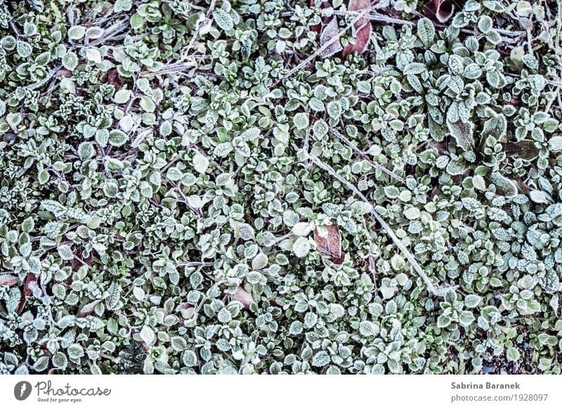 Frost IV Environment Nature Plant Animal Winter Ice Leaf Foliage plant Wild plant Garden Park Meadow Equal Idyll Cold Colour photo Subdued colour Exterior shot