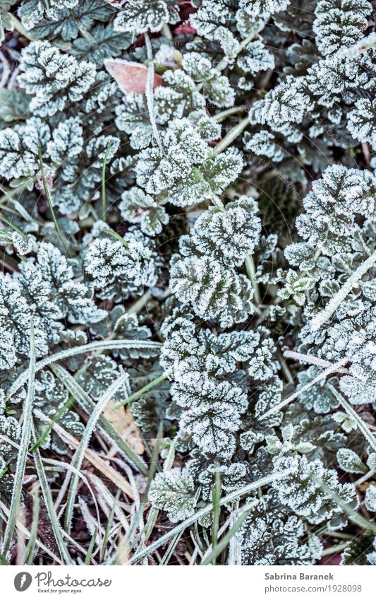 frost III Nature Plant Animal Winter Ice Frost Leaf Foliage plant Wild plant Garden Park Meadow Idyll Cold Environment Colour photo Subdued colour Exterior shot