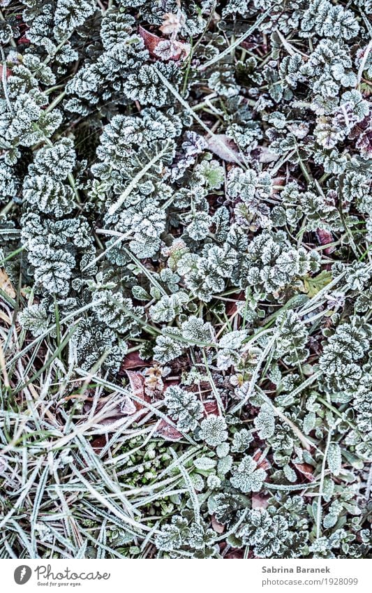 frost II Nature Plant Animal Winter Ice Frost Leaf Foliage plant Wild plant Garden Park Meadow Cold Environment Colour photo Subdued colour Exterior shot