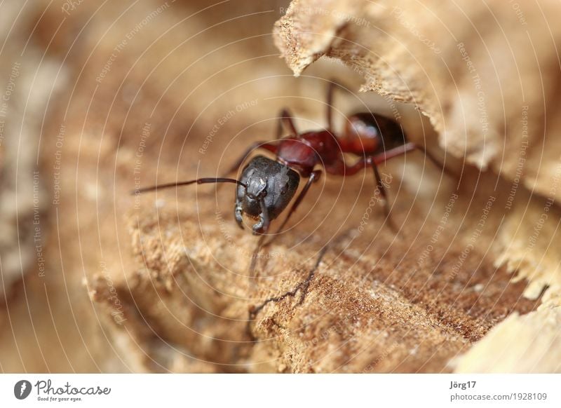 ant Nature Animal Wild animal Ant Living thing Life Close-up Macro (Extreme close-up)