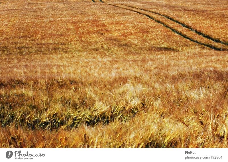 Rich harvest Food Grain Environment Nature Landscape Plant Summer Autumn Beautiful weather Wind Grass Agricultural crop Meadow Field Glittering Natural Yellow