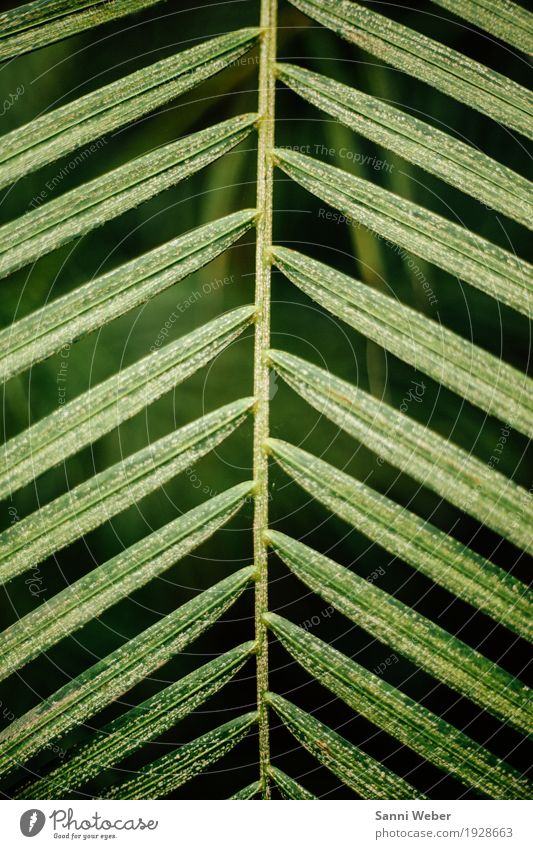 Palm Leaf 04 Nature Plant Animal Tree Foliage plant Exotic Virgin forest Green Black Colour photo Interior shot Close-up Detail Deserted Day Light Shadow
