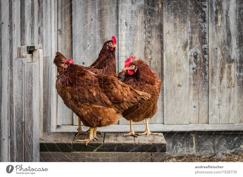 These hens can pose. Food Meat Lifestyle Healthy Leisure and hobbies Playing Garden Easter Animal Farm animal 3 Group of animals Stand Gamefowl Chicken coop