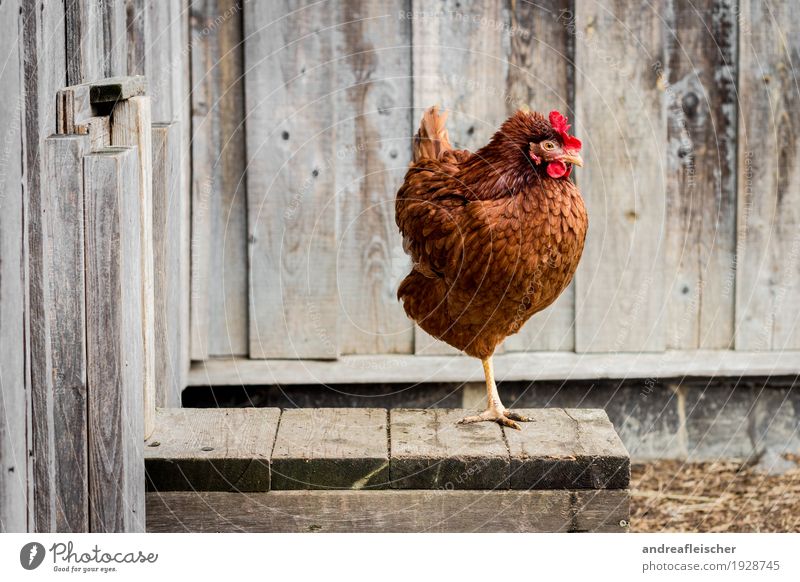 Happy chickens can also stand on one leg Food Meat Organic produce House (Residential Structure) Garden Easter Thanksgiving Agriculture Forestry Animal