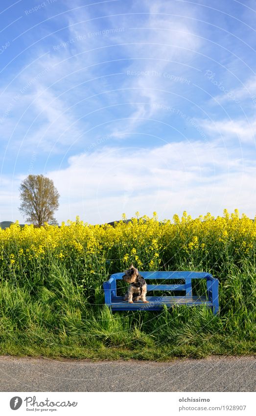 Blue Bench Cool Dog Air Sky Summer Beautiful weather Flower Village 1 Animal To enjoy Sit Caution Serene Canola field Yorkshire terrier Tree Field Colour photo