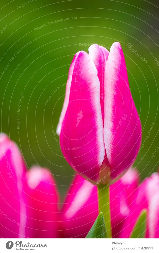 Bright Tulip Nature Plant Flower Leaf Blossom Multicoloured Green Pink White Spring fever Serene Purity Perfect Colour photo Close-up Detail Copy Space left