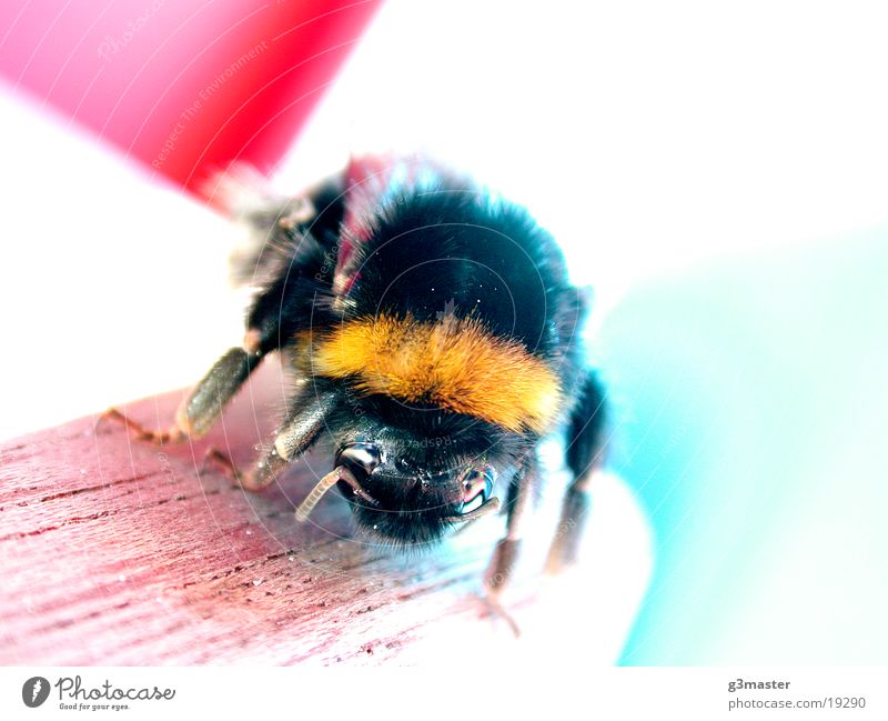 Bumblebee 2 Bumble bee Beach chair Vacation & Travel Spiekeroog Sun Macro (Extreme close-up)