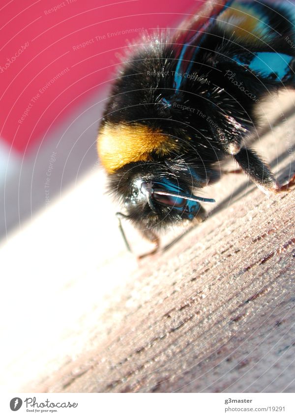 bumblebee Bumble bee Beach chair Vacation & Travel Spiekeroog Sun Macro (Extreme close-up)