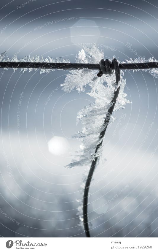 Prima climate l ice-cold embraced Life Harmonious Contentment Nature Winter Ice Frost Wire fence To hold on Hope Humble Uniqueness Elegant Ease Calm Surrealism
