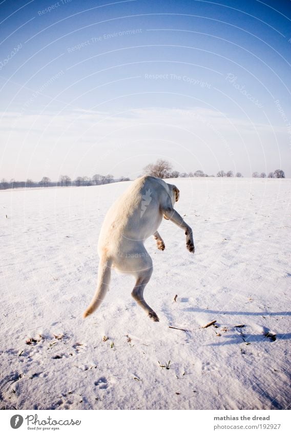 FLYING DOG Environment Nature Landscape Sky Horizon Winter Beautiful weather Snow Meadow Field Animal Pet Dog 1 Movement Laughter Playing Jump Uniqueness Cold