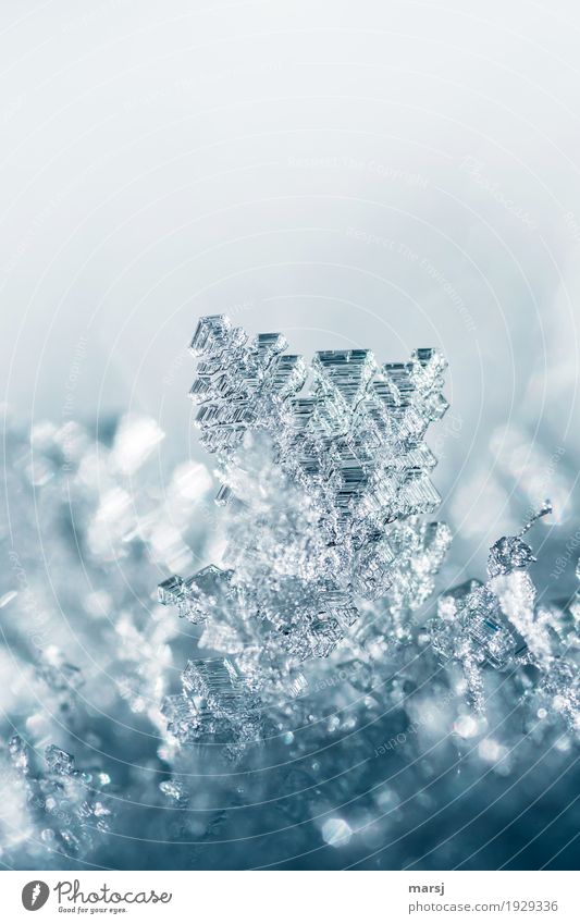 Only in a great climate can these crystals grow. Life Harmonious Calm Winter Snow Nature Ice Frost Glittering Illuminate Exceptional Thin Authentic Sharp-edged