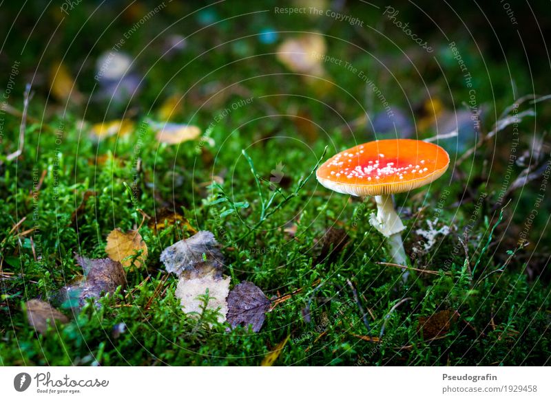 fly agaric Nature Plant Autumn Moss Wild plant Forest Red Amanita mushroom Poison Colour photo Multicoloured Exterior shot Close-up Deserted Copy Space left Day