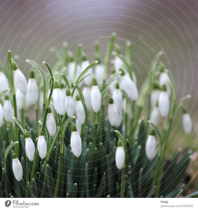 Snowdrops with closed flowers Environment Nature Plant Spring Beautiful weather Flower Leaf Blossom Park Blossoming Hang Stand Growth Esthetic Natural Green