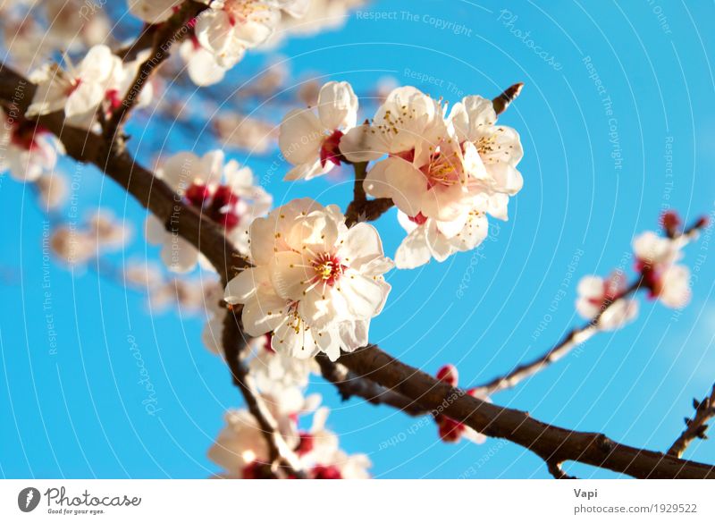 White apricot flowers Summer Sun Garden Environment Nature Landscape Plant Sky Cloudless sky Spring Beautiful weather Tree Flower Leaf Blossom Park Fresh Bright