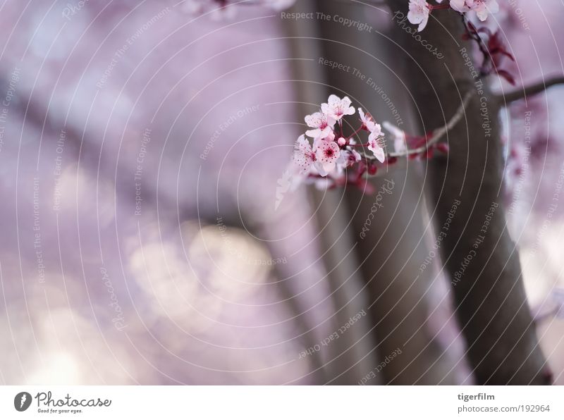 spring blossom Blossom Tree Branch Pink Blur Background picture Beautiful Nature Flower Spring Spring day Abstract Lamp focus Shallow depth