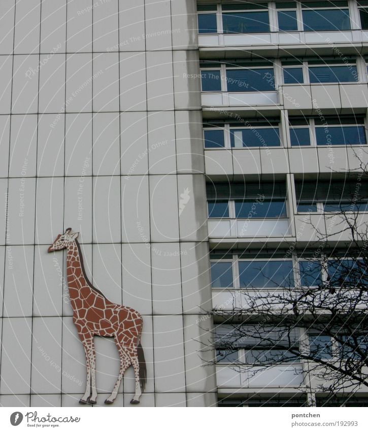 A giraffe as a signpost for the Berlin Zoo on a prefabricated building tree Capital city House (Residential Structure) High-rise built Window Balcony Animal