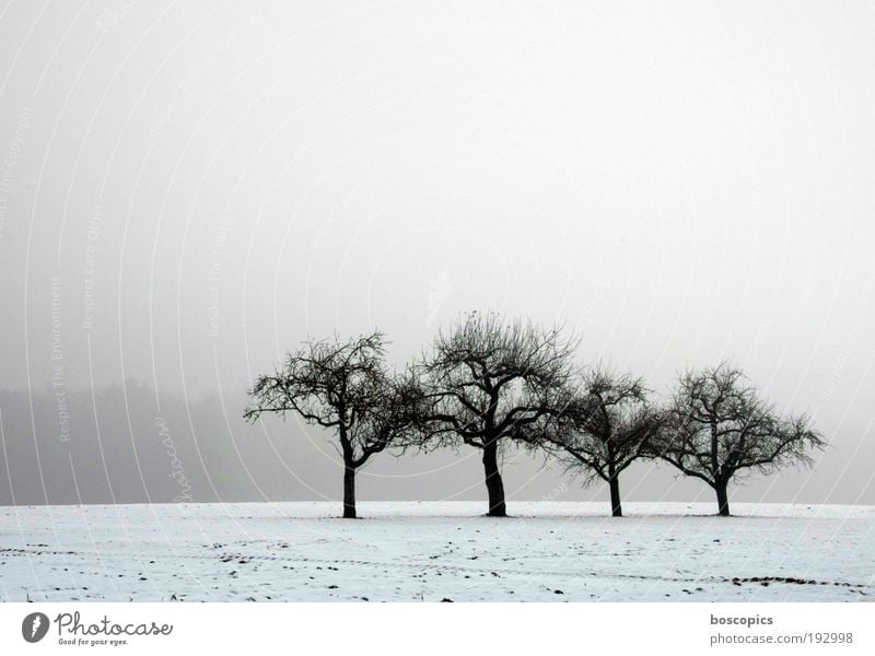 the lonely four Landscape Sky Winter Fog Ice Frost Snow Tree Field Blue Gray White Loneliness Peace Cold Environment Subdued colour Exterior shot Deserted