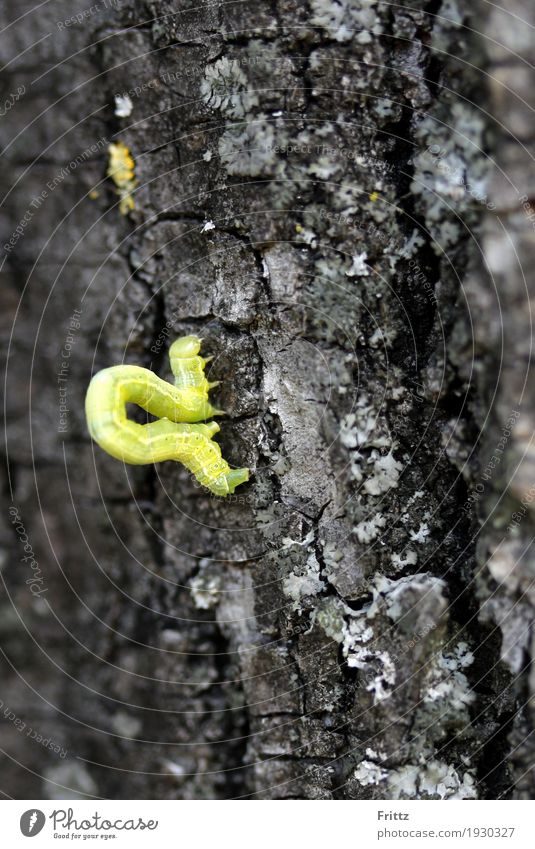 omega magnifier Nature Animal Spring Tree Wild animal Caterpillar 1 Wood Crouch Small Yellow Tree trunk Tree bark Colour photo Exterior shot Close-up Day