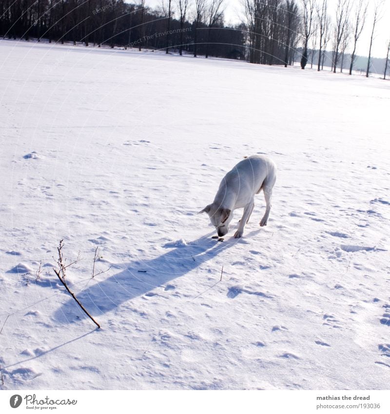 FOUND SOMETHING Environment Nature Landscape Sky Sun Winter Beautiful weather Ice Frost Snow Tree Meadow Field Animal Pet Dog 1 Cold Odor Tracks White
