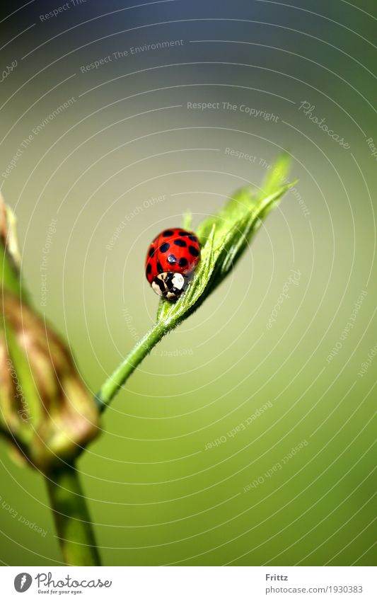 Ladybird seat Animal Wild animal Beetle 1 Sit Authentic Beautiful Green Red Black Love of animals Peaceful Attentive Nature red beetle with black dots rest