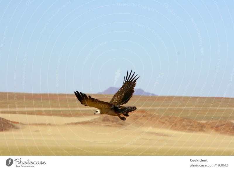 Hunting Elegant Far-off places Freedom Nature Landscape Cloudless sky Desert Animal Bird Wing 1 Flying Watchfulness hunting instinct Colour photo Exterior shot