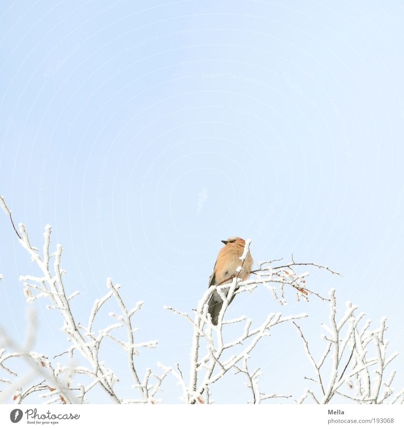 lookout Environment Nature Plant Animal Winter Climate Climate change Ice Frost Snow Tree Branch Wild animal Bird Jay 1 Crouch Looking Sit Free Bright Cold
