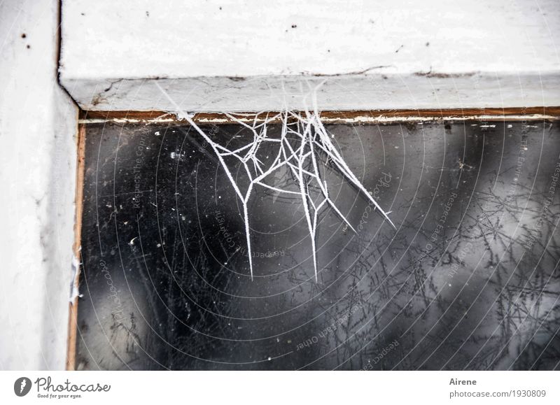 Fight the cleaning mania! Living or residing Redecorate Cellar Attic Window frame Winter Ice Frost Wood Glass Net Network Cobwebby Spider's web Freeze Old Dirty