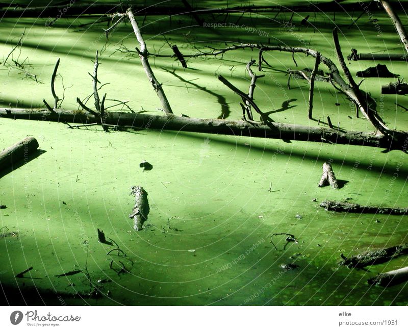 submerged Green Branchage Tree Algae Pond Water entengrüze wallow