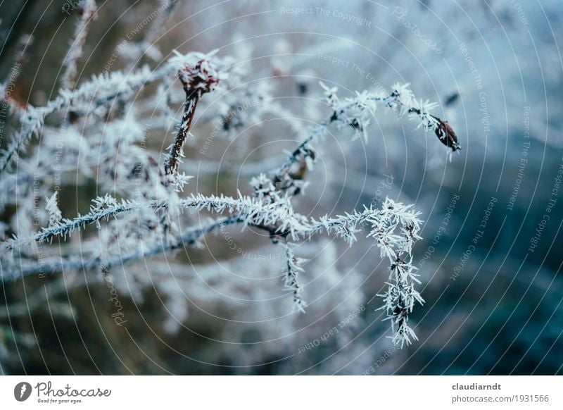 frost work Environment Nature Plant Winter Ice Frost Flower Blossom Twigs and branches Garden Esthetic Cold Point White Fragile Thorn Hoar frost Ice crystal