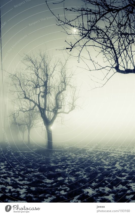 Rendezvous in the moonlight Nature Moon Winter Bad weather Fog Ice Frost Snow Tree Garden Field Old Dark Creepy Cold Green Fear Calm Moody Row of trees