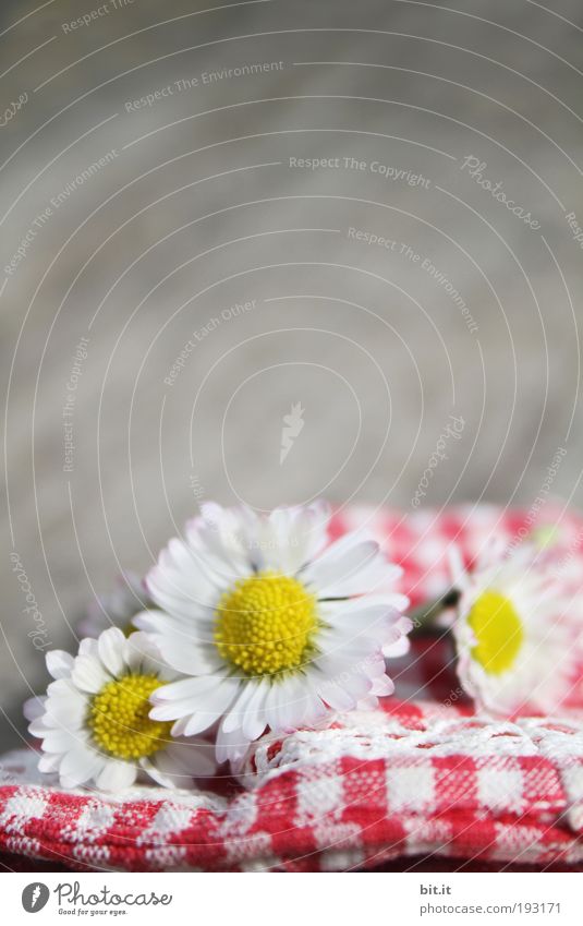 Daisies lie on plaid fabric, plaid, homely. Happy Summer Plant Flower Blossom Daisy Blossoming Fragrance Fresh Red Moody Joie de vivre (Vitality) Spring fever