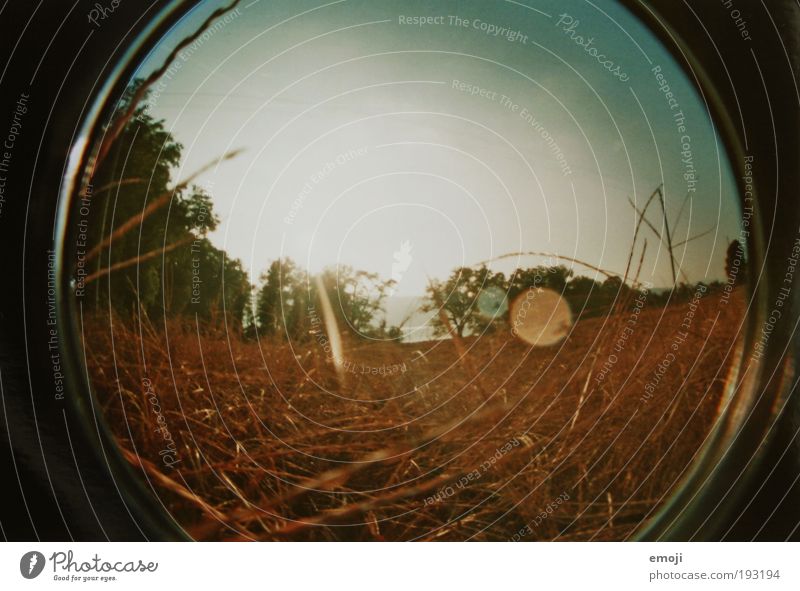 Dried in summer Plant Earth Cloudless sky Sun Sunlight Summer Straw Field Warmth Yellow Analog Fisheye Colour photo Exterior shot Lomography Day Sunbeam