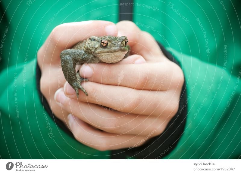 The world belongs in children's hands Human being Child Infancy Life Hand Jacket Animal Wild animal Frog Animal face To hold on Looking Green Brave Curiosity