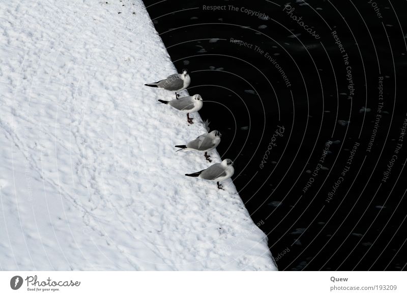 In rank and file Winter Snow River bank Animal Bird Seagull 4 Group of animals Water Sit Cold Black White in a row Colour photo Exterior shot Deserted Day