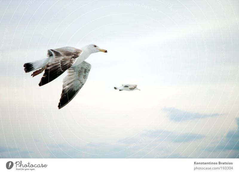 flapping Freedom Nature Sky Clouds Summer Bird 2 Animal Flying Soft Contentment Target Seagull Hover Wing Colour photo Exterior shot Aerial photograph Deserted