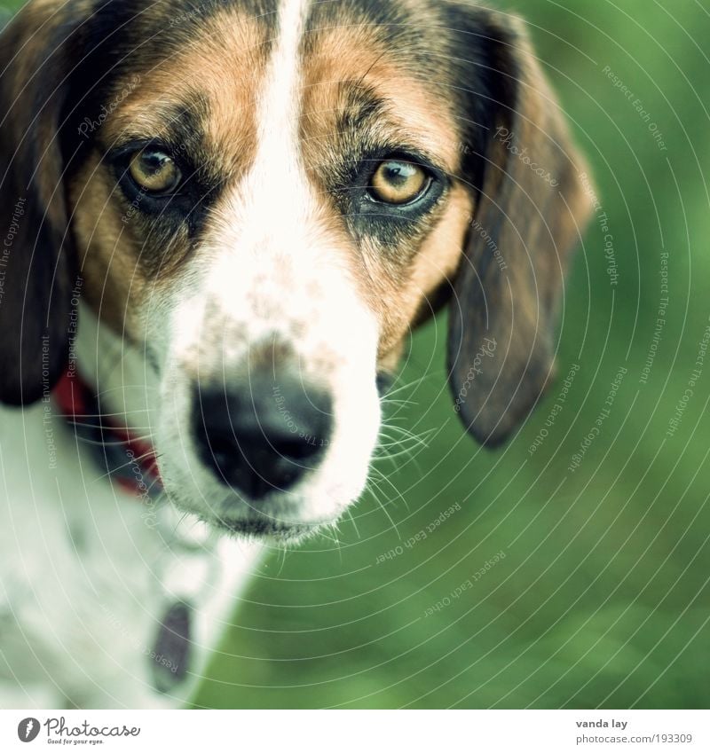 Skeptical Animal Pet Dog 1 Love of animals Loyalty Beagle hound Neckband Dog collar Dog's head Puppydog eyes Dog's snout Dog tag Dog eyes Colour photo