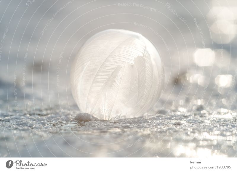 as light as a feather Leisure and hobbies Playing Winter Nature Elements Water Sunlight Beautiful weather Ice Frost Snow Lie Fresh Glittering Round White